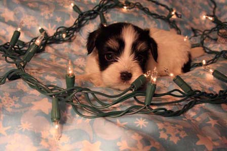 havanese-puppies